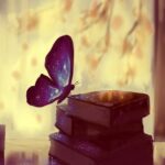 دانلود آهنگ پروانه آبی نمونده راهی