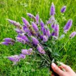 دانلود آهنگ دشت پونه های وحشی رنگ التماس و خواهش دانلود آهنگ دشت پونه های وحشی رنگ التماس و خواهش