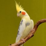 دانلود صدا برای آموزش حرف زدن عروس هلندی دانلود صدا برای آموزش حرف زدن عروس هلندی